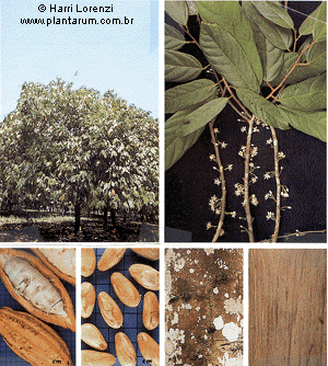 Theobroma cacao4.gif